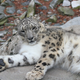 El leopardo de las nieves no puede rugir. Foto: Wikipedia
